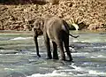 A young elephant at Pinnawala