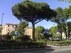A Stone Pine in Giovanni Segantini Square