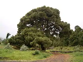 Pinus canariensis, Santa Cruz