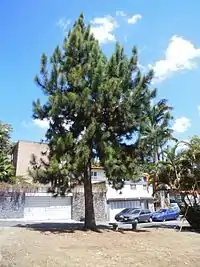 Pino Hondureño(Pinus caribaea)