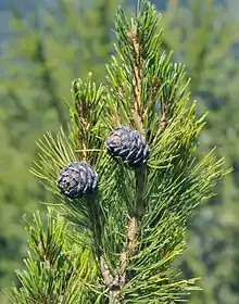 Cones of Pinus cembra
