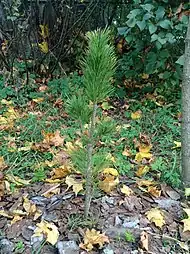 5-year-old Pinus cembra seedling planted for pine nut production, Baldone, Latvia