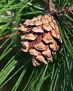 A mature cone on P. henryi at the Arnold Arboretum