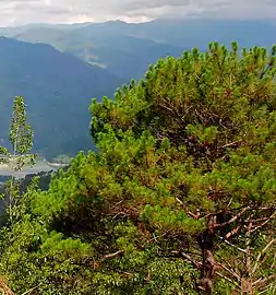 A Khasi pine in Benguet, Philippines