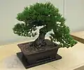 Pinus thunbergii var. corticata bonsai