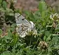 Dry-season form in Kullu District of Himachal Pradesh, India