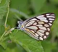 Wet-season form in Hyderabad, India