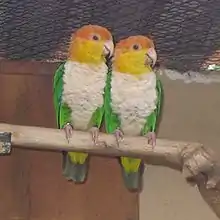 A green parrot with a yellow head, an orange forehead and nape, a white underside, pink eye-spots, and red irises