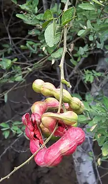 Madras Thorn (Manila Tamarind, Vilayati Ambli in Gujarati, Jungle Jalebi or Ganga Imli in Hindi, रानचिंच (rān chincha) in Marathi, Seeme Hunase in Kannada,సీమ చింతకాయ in Telugu,Kodukkai Puli Maram in Tamil) -- Pithecellobium dulce