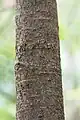 P. bicolor bark