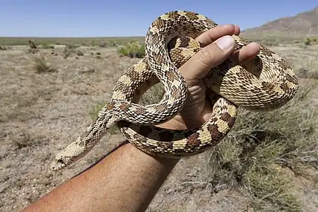 Sonoran gophersnake (Pituophis catenifer affinis) Hidalgo County, New Mexico (18 April 2017)