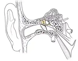 Location of the ossicular chain in the ear