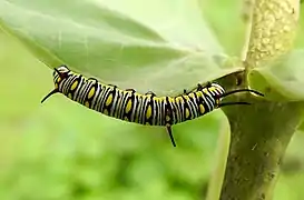 Mature caterpillar