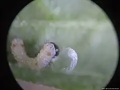 Larva eating its own eggshell