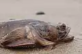 Humming toadfish (Porichthys notatus) found in subtidal zones