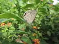 Plains Cupid