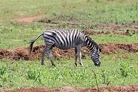 Plains zebras (or Equus quagga) are listed as 'near threatened' by the IUCN.