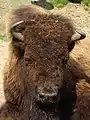 American bison