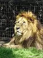 Asiatic lion