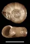 shell of Planorbella duryi
