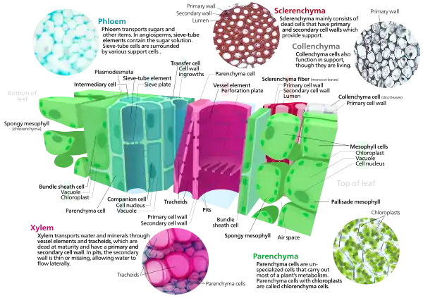 Cross section of a leaf showing various ground tissue types