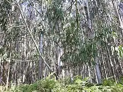 Eucalypt plantations in Palas de Rei (2019)