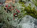 Cladonia cf. cristatella, a lichen commonly referred to as 'British Soldiers'. Notice the red tips.