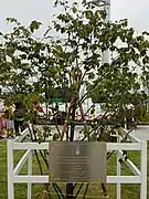 Schoutenia glomerata, planted by King Vajiralongkorn in 2021
