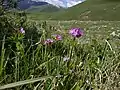 P. algida growing in a grassland.