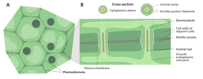 Structure of a plasmodesmata and their location within plant cells