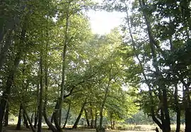 Platanodasos forest near Neokaisareia