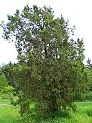 Platycladus orientalis, Morton Arboretum acc. 168-53#3