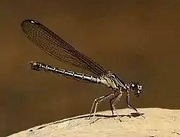 female,  Ithala Game Reserve