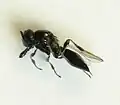 Platygaster sp. female