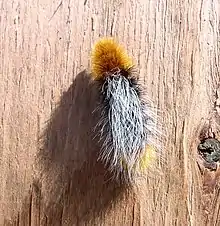 Platyprepia virginalis, caterpillar