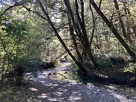 Walking trail beside Muir Creek