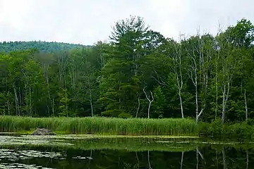 Beaver lodge in pond; Lenox Mountain is at rear
