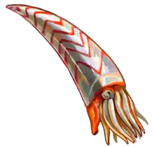 Plectronoceras was one of the earliest known nautiloids, existing in the late Cambrian