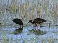 Glossy ibis in the park