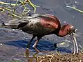 Glossy ibis