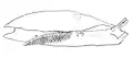 Drawing of right side view showing the position of the internal shell, the gill, anus behind the gill, and genital pore in front of the gill.