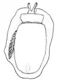 Drawing ventral view shows rhinophores, anterior sinus, velum, foot, gill and posterior pedal gland.