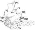 Reproductive system of Pleurobranchus areolatus by R. Tucker Abbott (1949).