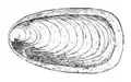 Drawing of dorsal view of the internal shell.