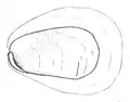 Drawing of ventral view of the internal shell including the hyaline sheath.