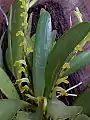 Pleurothallis tubata