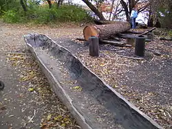 American Indian canoes (mishoons) under construction