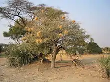 An acacia tree with white-browed sparrow-weaver nests in the Okavango Delta, Botswana