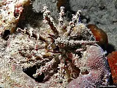 Plococidaris verticillata, rare shallow Indo-Pacific species