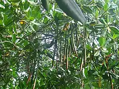 Mangle rojo(Rhizophora mangle)